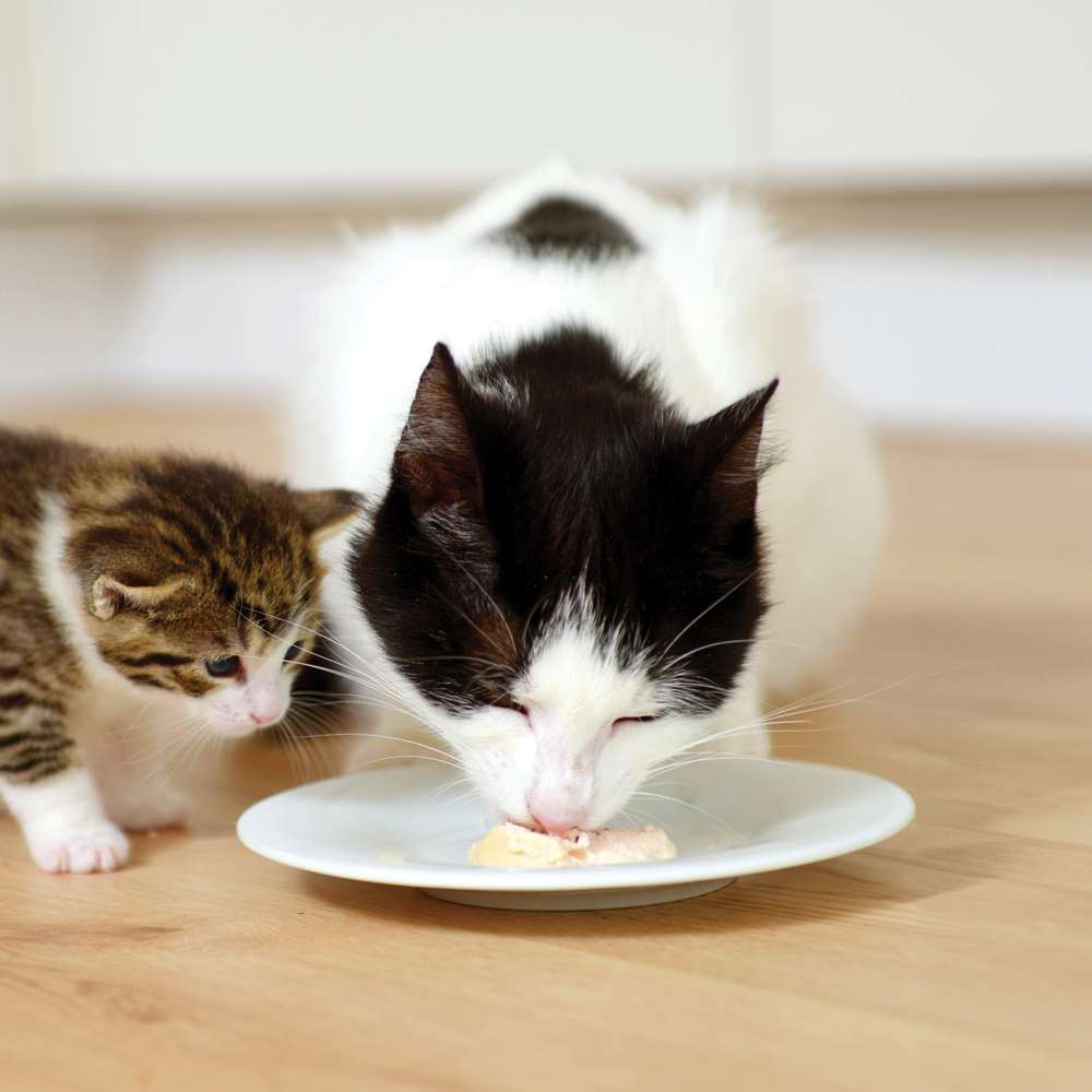 Mousse pour chat - Catit Creamy Cups - Image 5